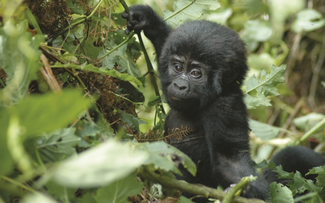 Begegnung mit einem Gorilla-Baby