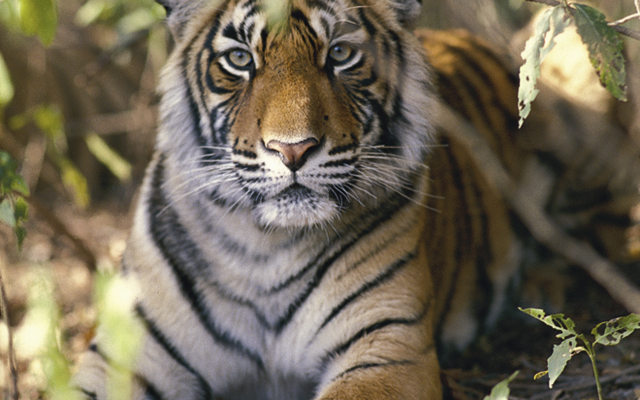 Tiger im Nationalpark