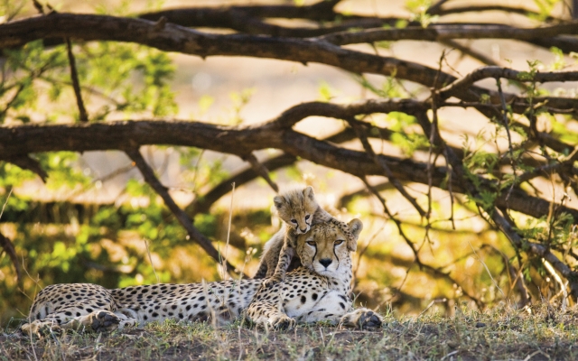 Gepardin mit ihrem Jungen