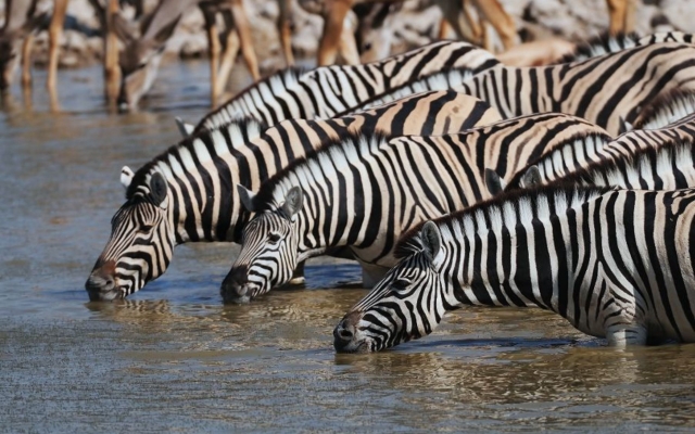 Steppenzebras